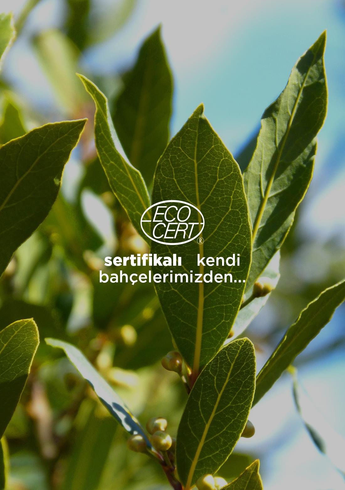 Lorbeerblatt – 100% natürlich, 20 g – ECOCERT-Bio-zertifiziert aus unseren eigenen Gärten