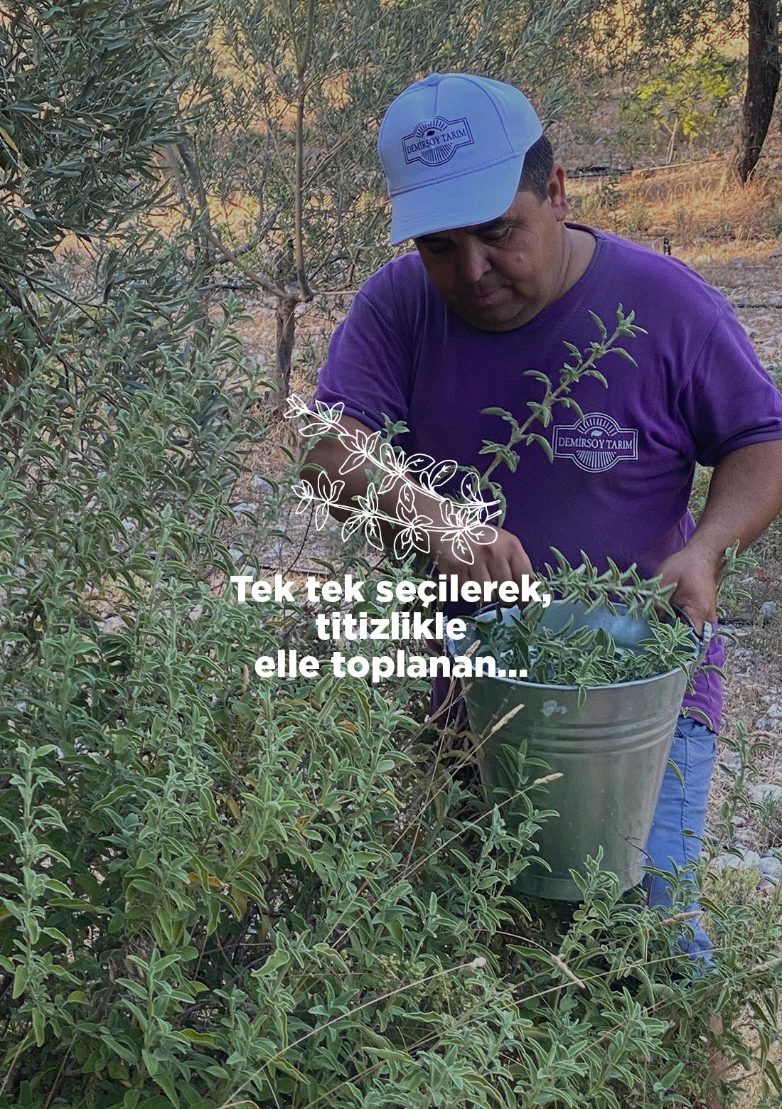 Thymian – 100% natürlich, 20 g – ECOCERT-Bio-zertifiziert aus unseren eigenen Gärten