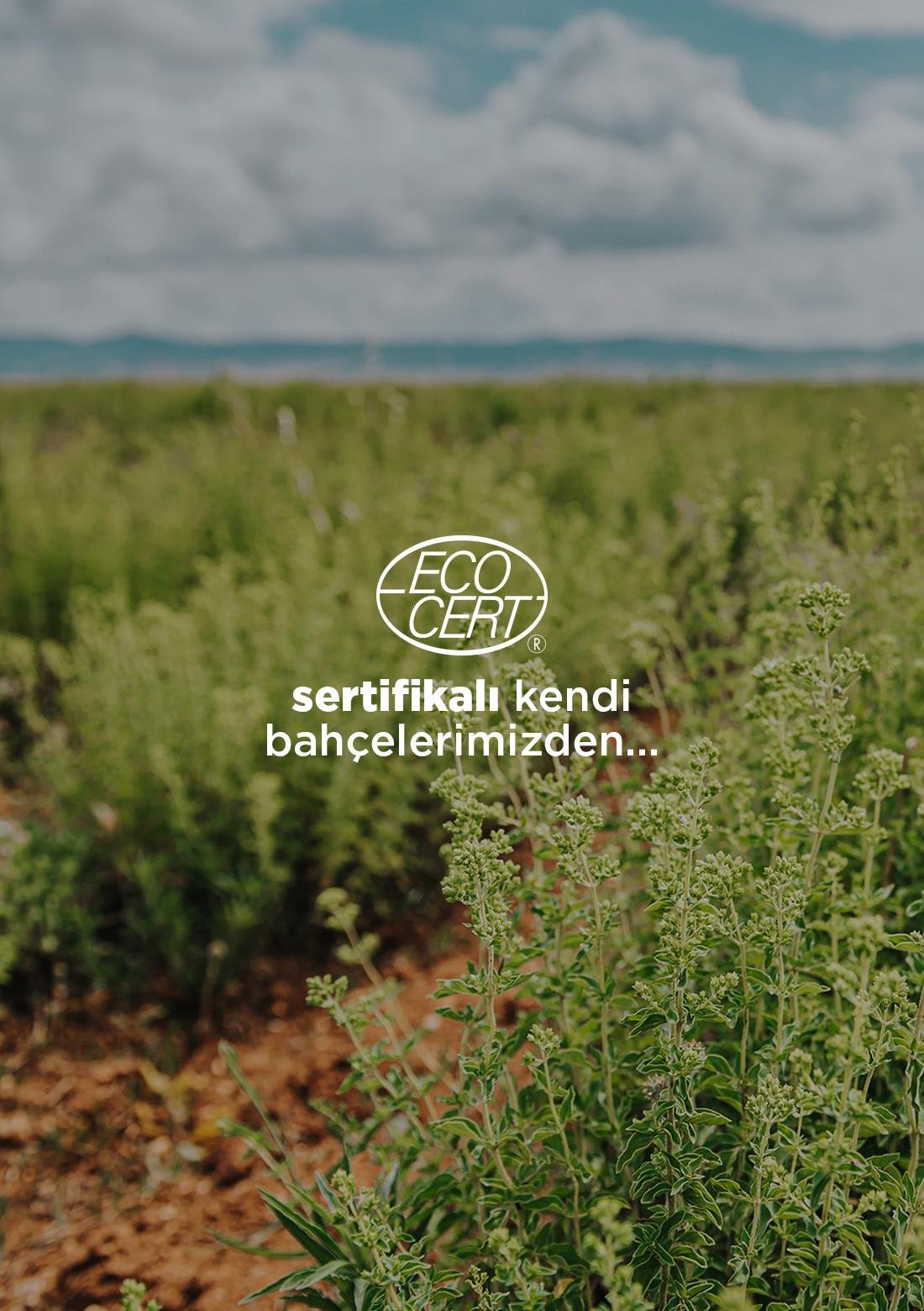 Thymian – 100% natürlich, 20 g – ECOCERT-Bio-zertifiziert aus unseren eigenen Gärten