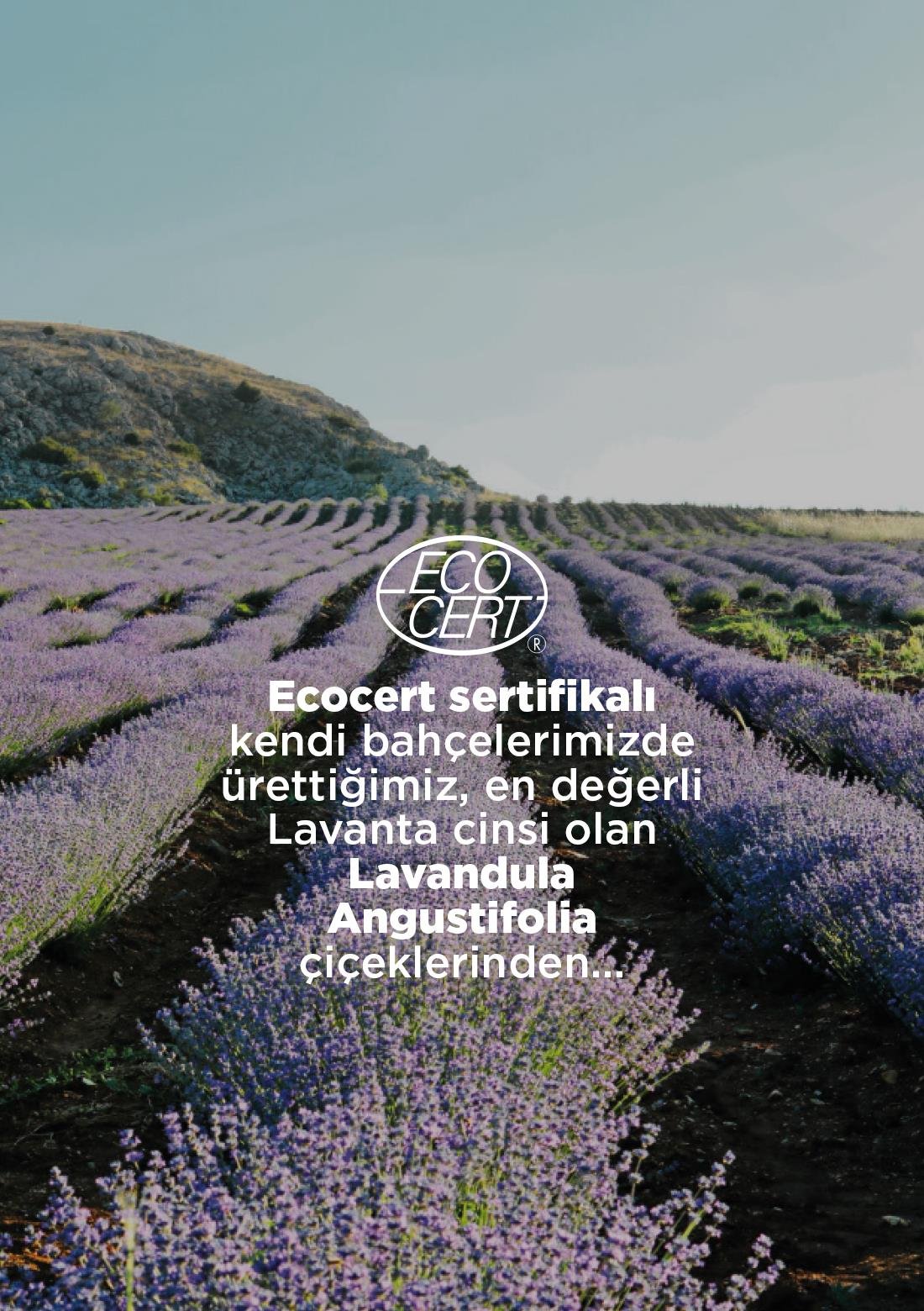 Lavendelhonig – 100% natürlich, roh, 400 g – ECOCERT-Bio-zertifiziert aus unseren eigenen Gärten