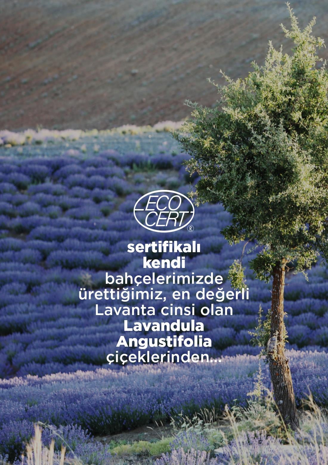 Ätherisches Lavendelöl – 100 % natürlich, 10 ml – ECOCERT-Bio-zertifiziert aus unseren eigenen Gärten