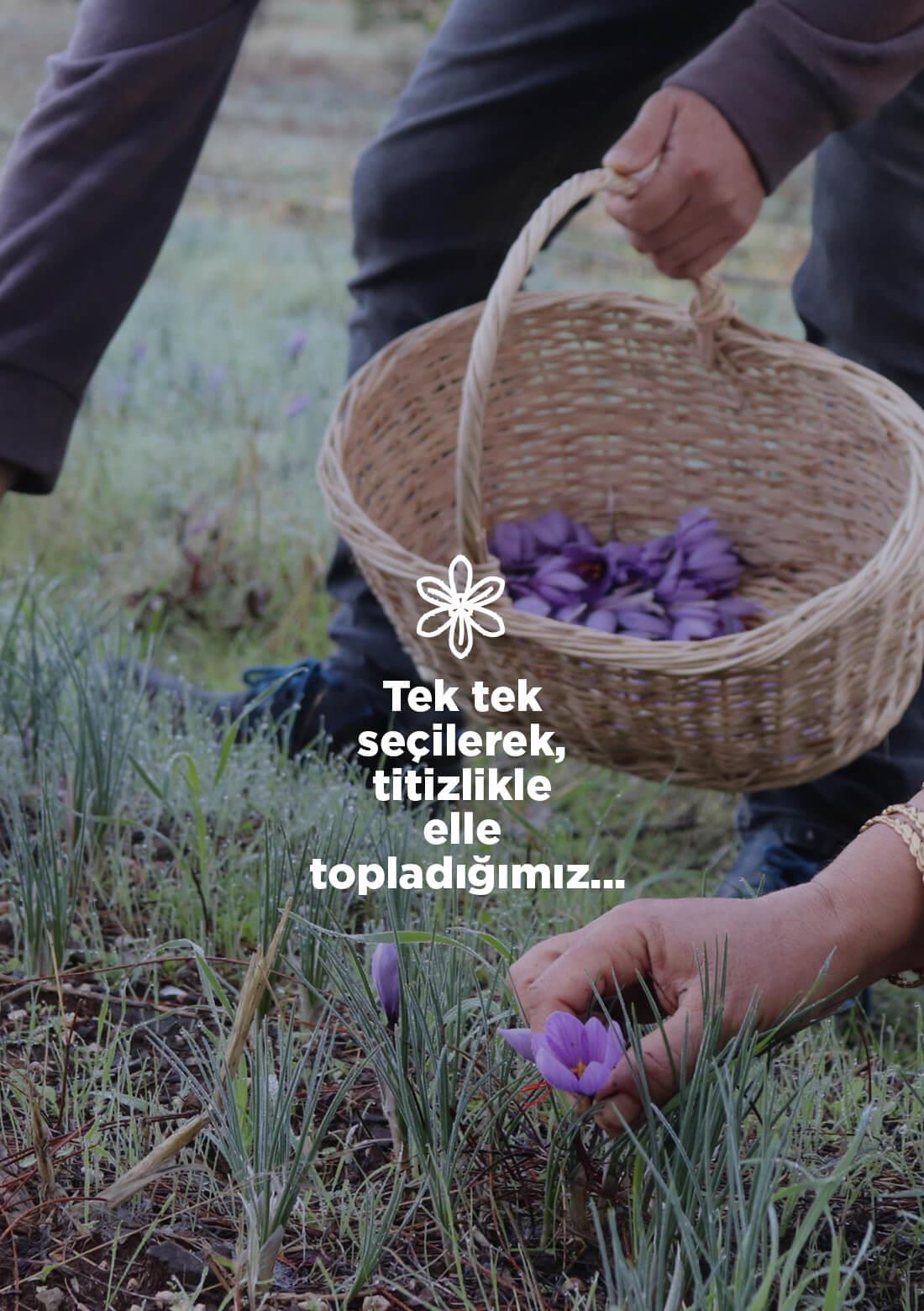 Safran – 100% natürlich, 1 g – ECOCERT-Bio-zertifiziert aus unseren eigenen Gärten