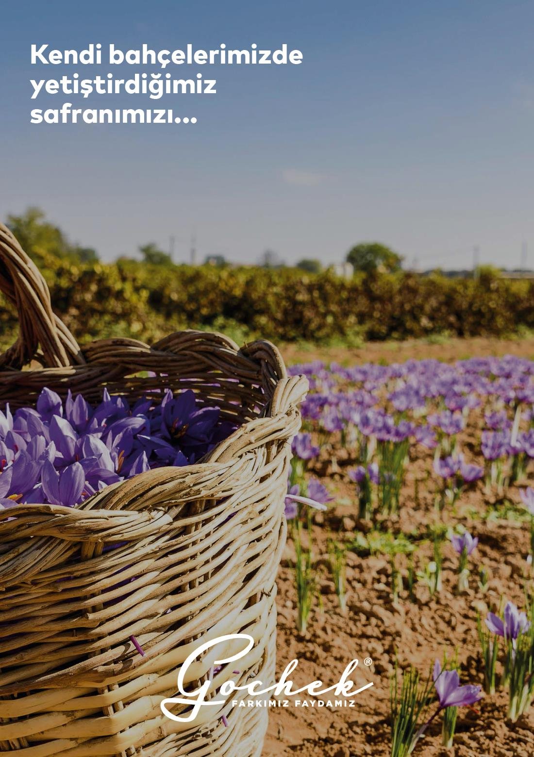 Safran Sirkesi - 250 ml