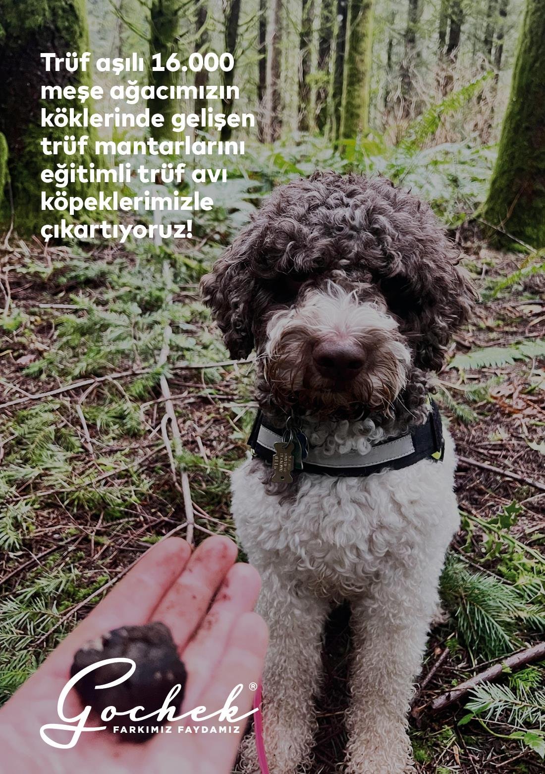 Safran Sirkesi - 200 ml