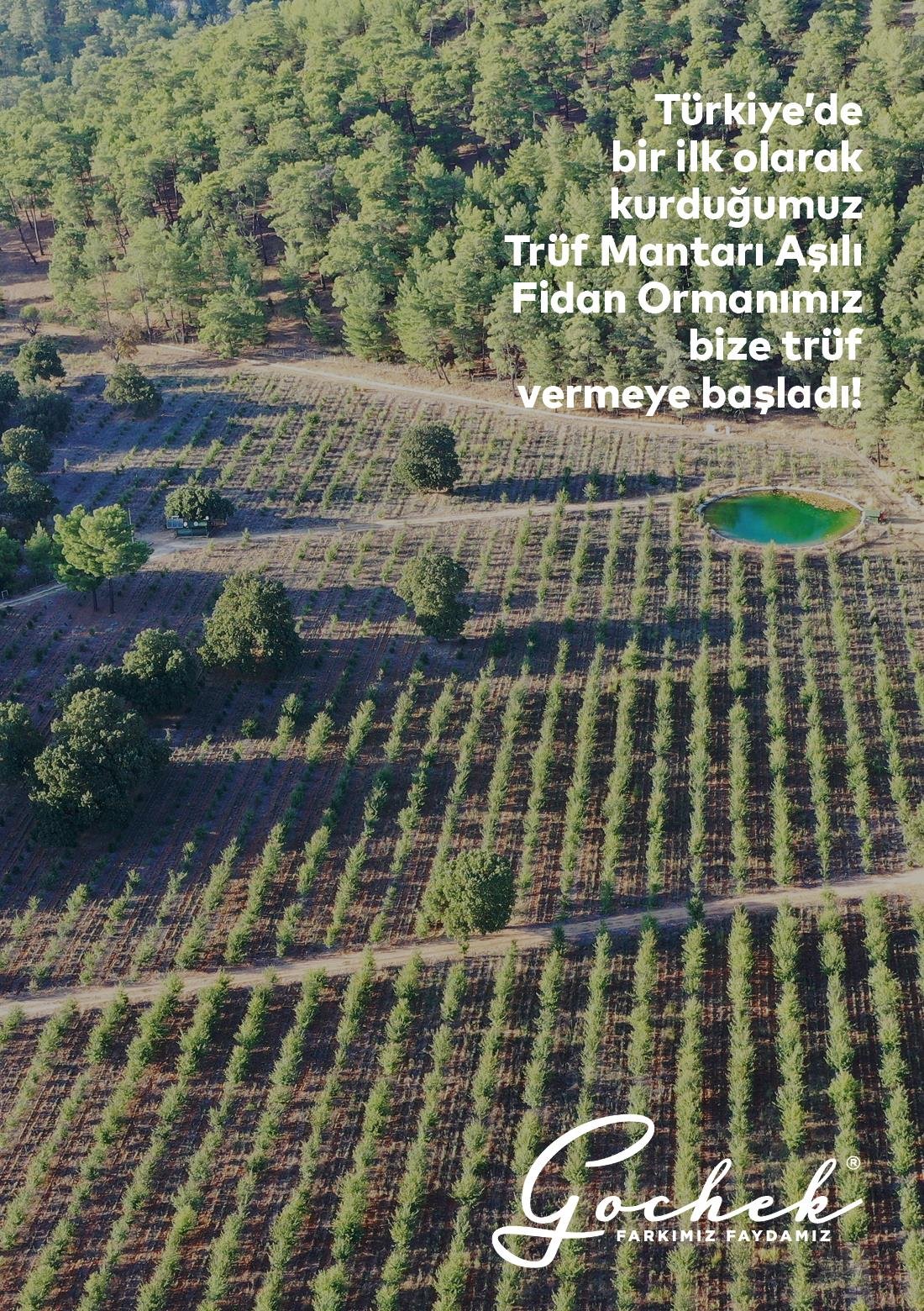 Safran Sirkesi - 200 ml