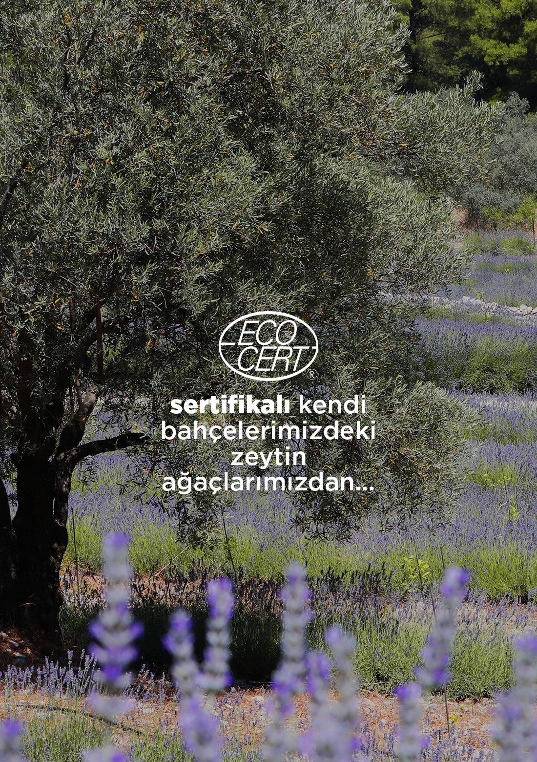 Erken Hasat Soğuk Sıkım Zeytinyağı - 3x500 ml