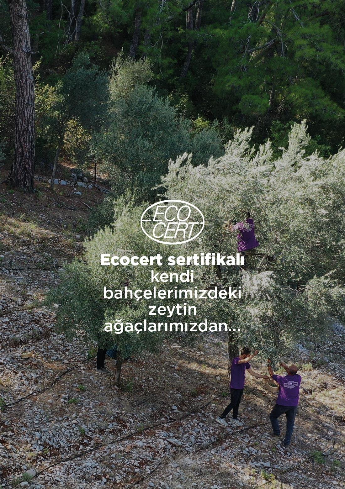 Erken Hasat Soğuk Sıkım Zeytinyağı - 500 ml