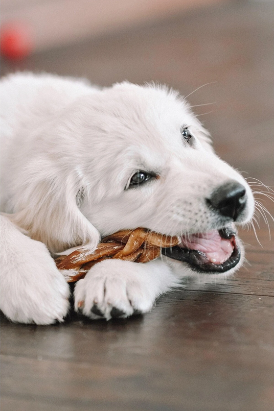 Köpek Ödül Kemiği Kurutulmuş Bully Stick  Örgülü Özel Seri
