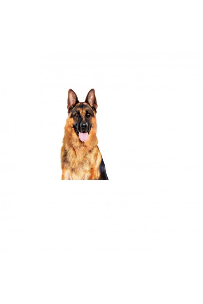 Royal Canin Büyük Irklar için Yaş Konserve Köpek Maması 410g