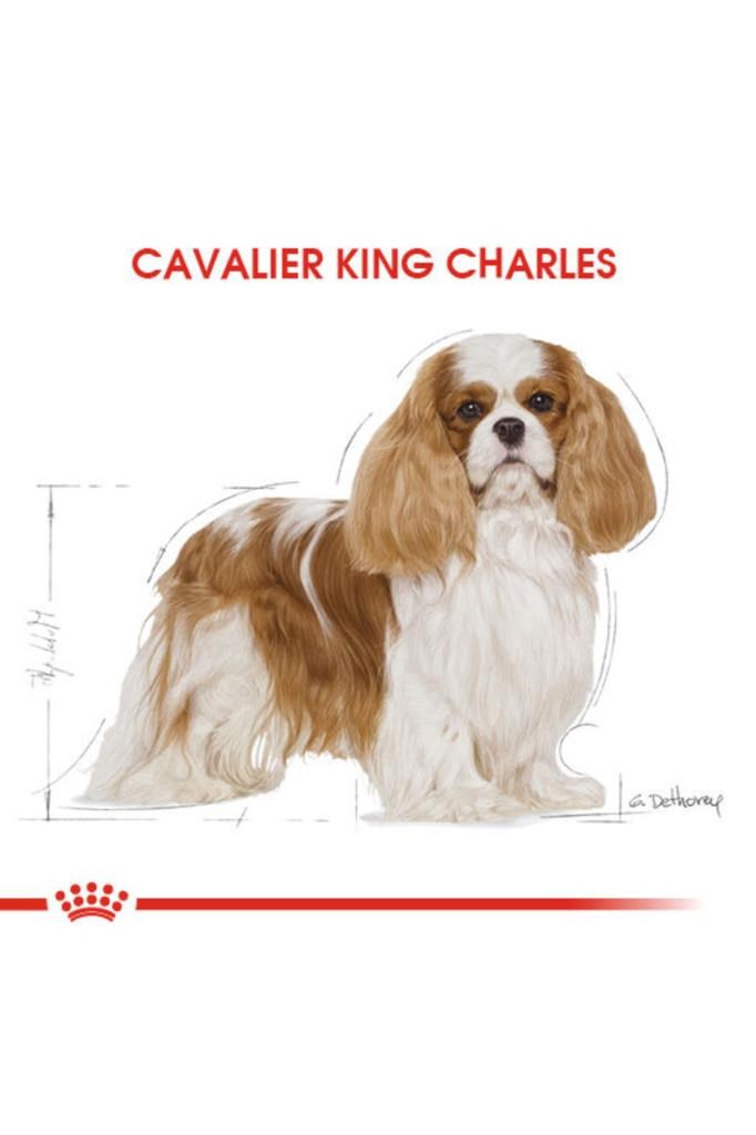 Royal Canin Cavalier King Charles 27 Yetişkin Köpek Maması 3 kg