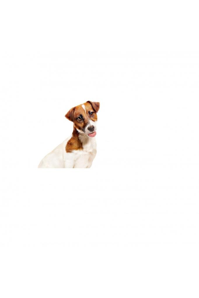 Royal Canin Küçük Irklar Için Yaş Konserve Köpek Maması 195g