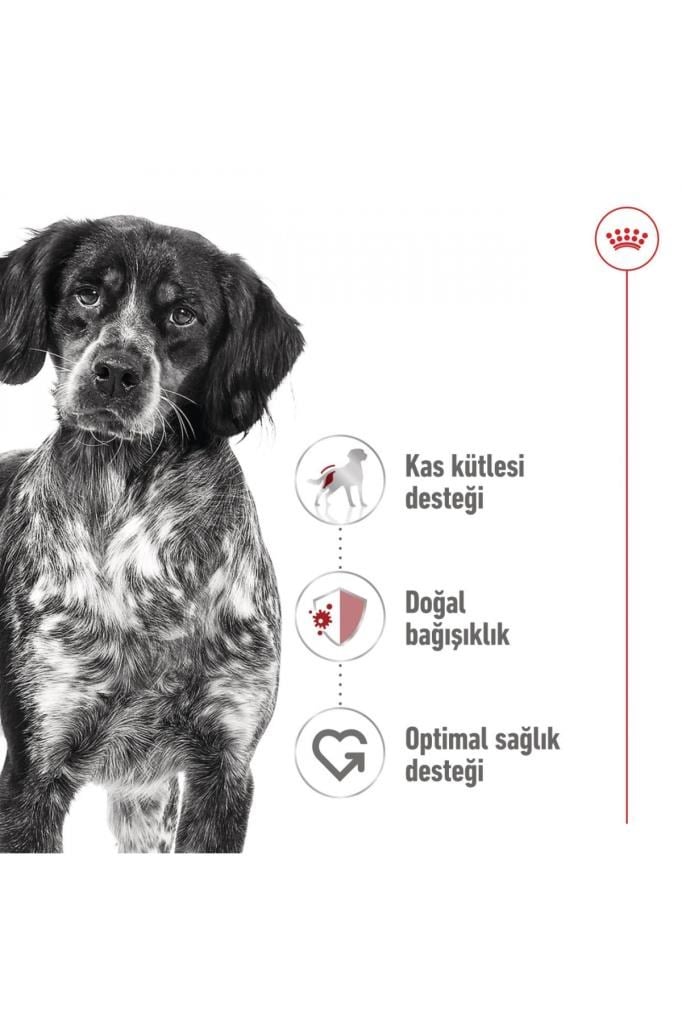 Royal Canin Orta Irklar Için Yaş Konserve Köpek Maması 410g