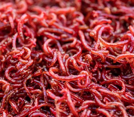 3F FROZEN BLOODWORMS KAN KURDU 100 GR8714558001014
