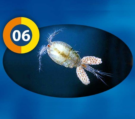 3F FROZEN FİSH FOOD CYCLOPS 100 GR8714558001069