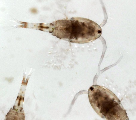 3F FROZEN FİSH FOOD CYCLOPS 100 GR8714558001069