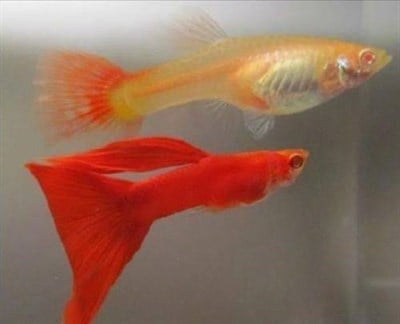 Albino Full Red Lepistes