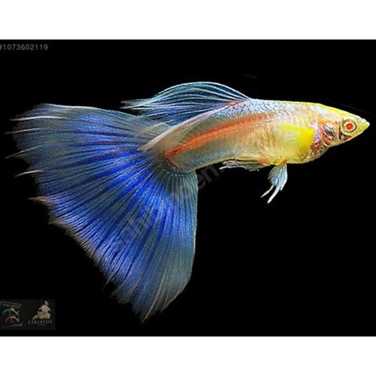 ALBİNO SKY BLUEcanlı-256