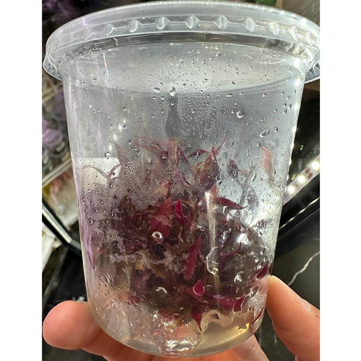 Alternanthera Reineckii Mini IN VITRO 500CC BÜYÜK PORSİON CREAQUAA03