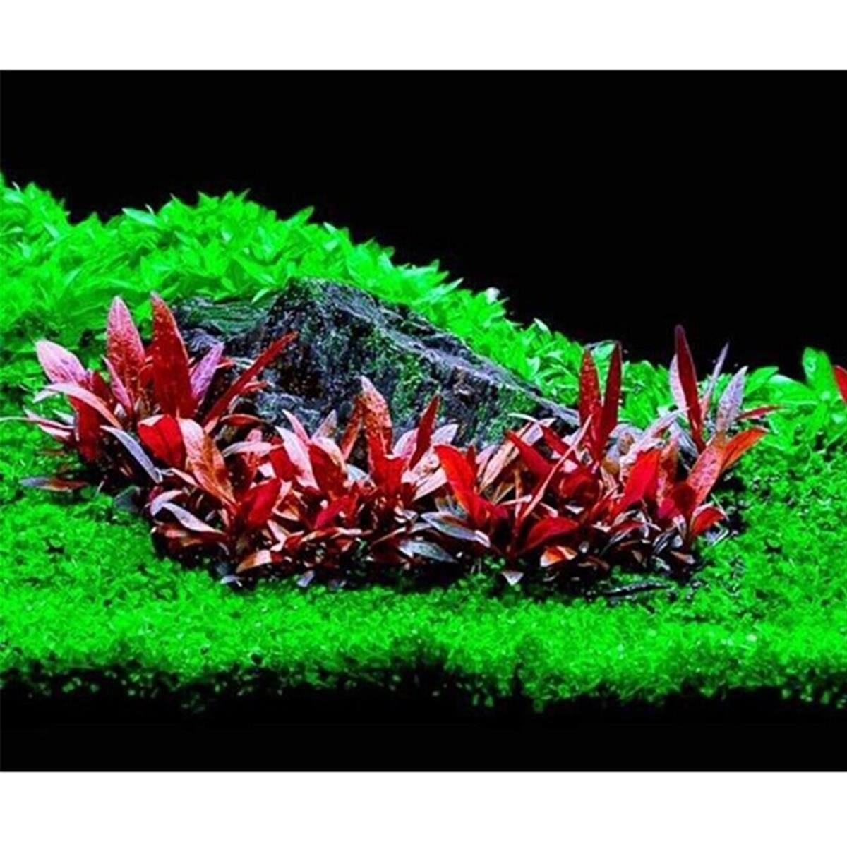 Alternanthera reineckii mini IN VITRO 200CC DEV KAVANOZA03