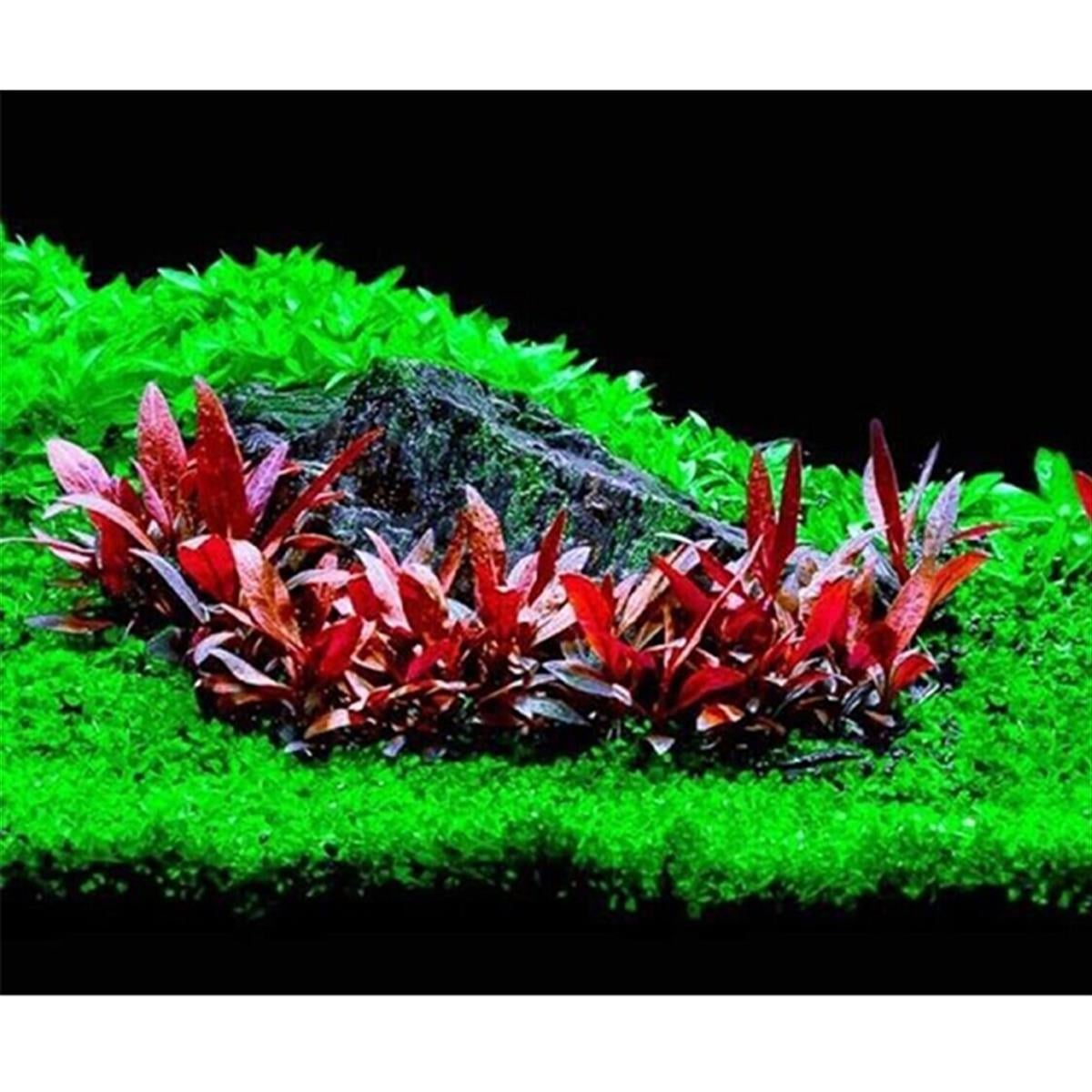 Alternanthera reineckii mini IN VITRO 200CC DEV KAVANOZA03