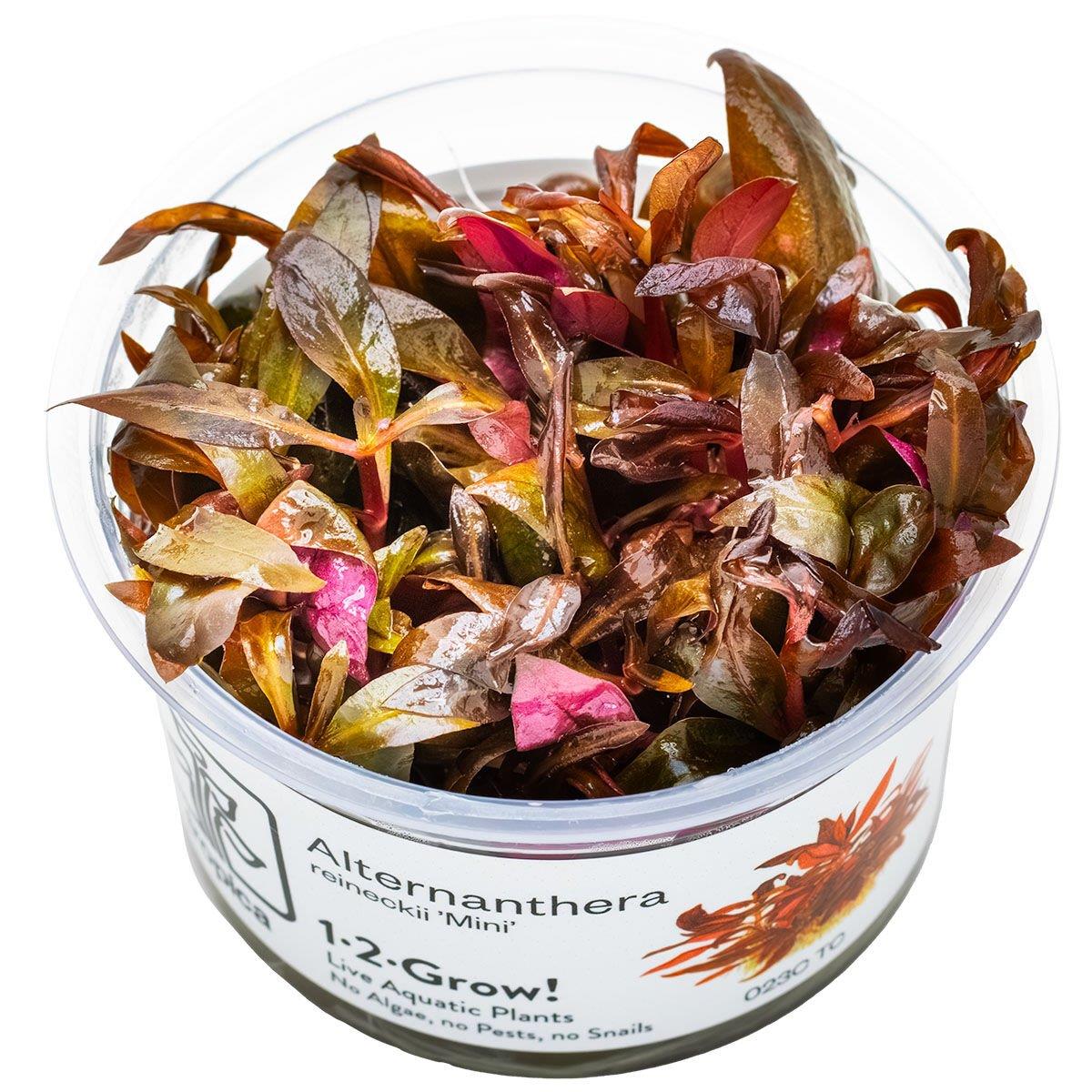 ALTERNANTHERA REİNECKİİ  MİNİ  IN VITRO-TROPİCA023CTC