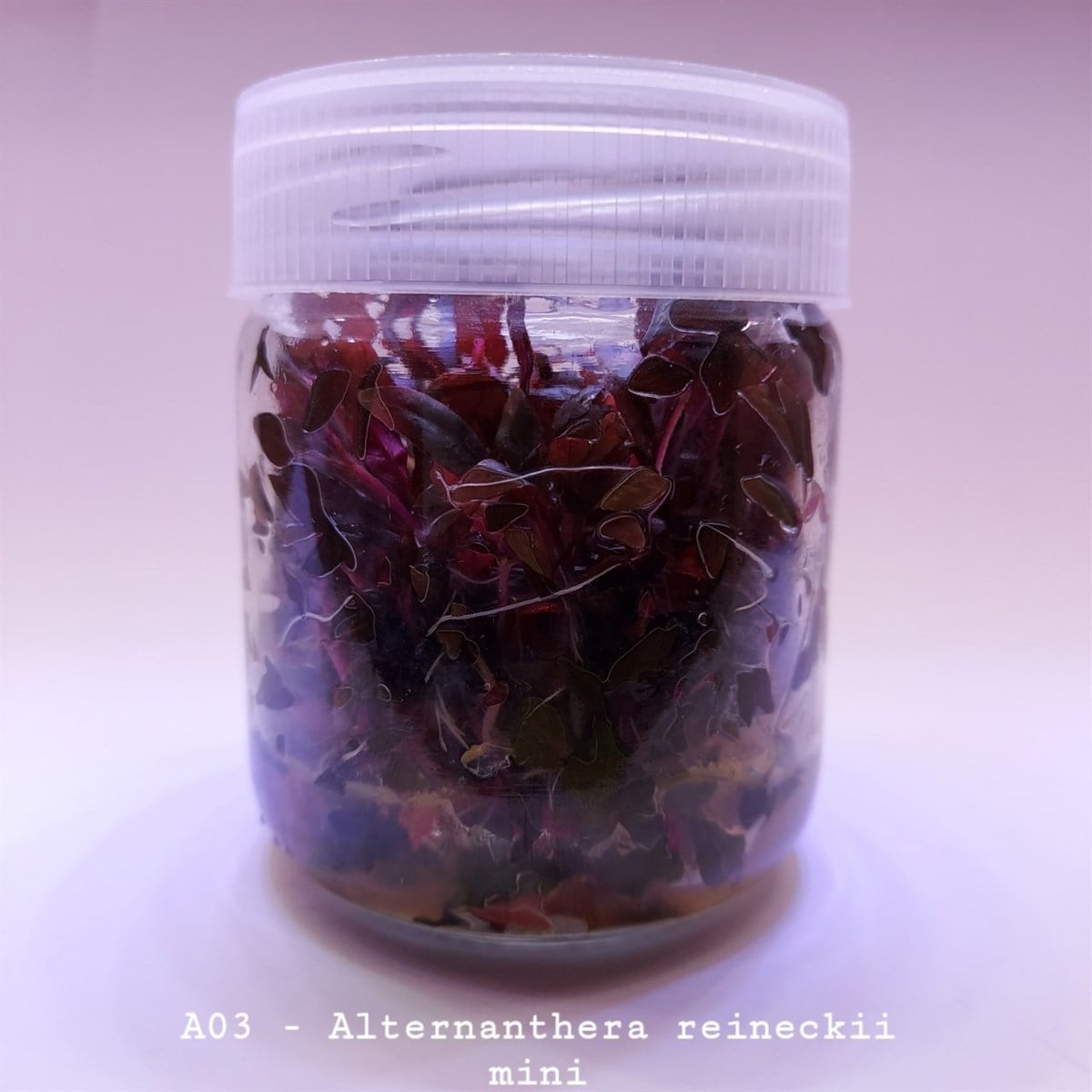 Alternanthera reineckii mini IN VITRO 200CC DEV KAVANOZA03