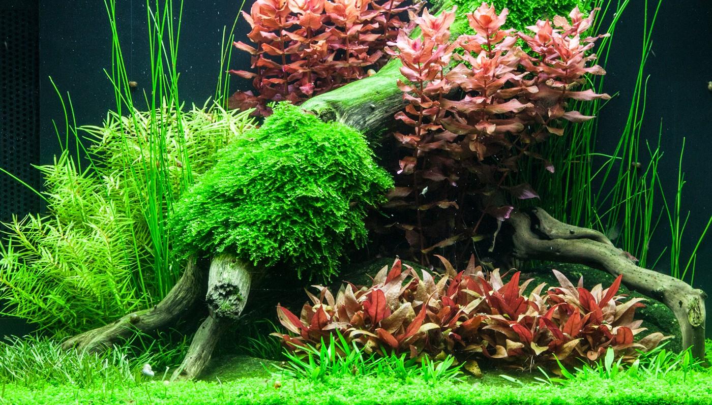 ALTERNANTHERA REİNECKİİ  MİNİ  IN VITRO-TROPİCA023CTC