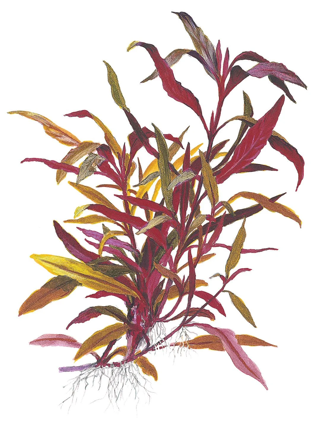 ALTERNANTHERA REİNECKİİ  PİNK  SAKSI- TROPİCA023