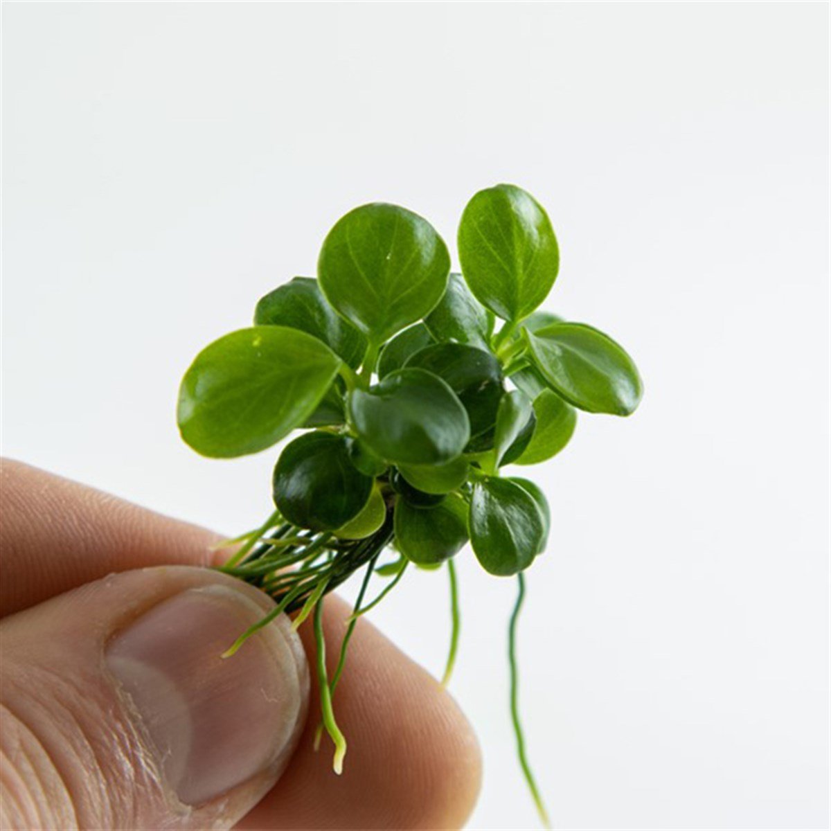 Anubias barteri 'Mini Coin' (In Vitro)101BTC
