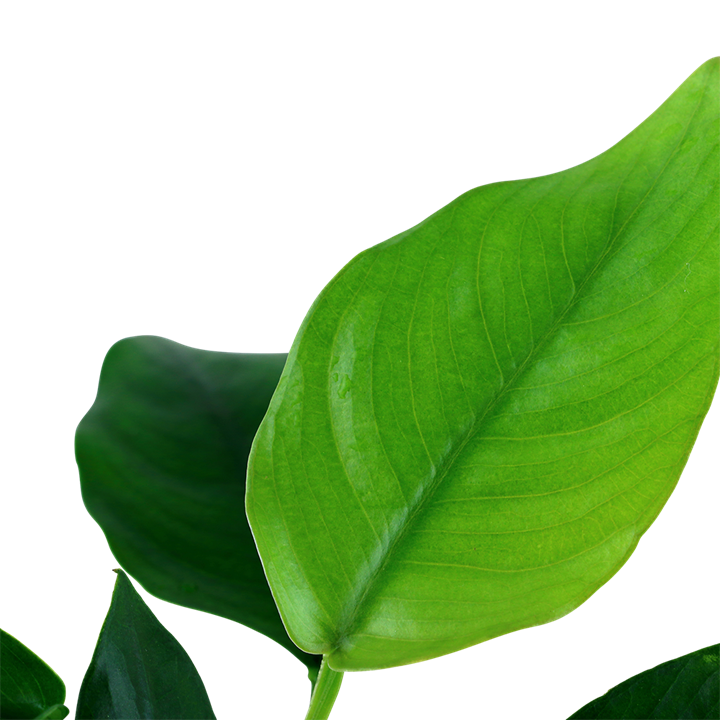 ANUBİAS BARTERİ VAR. NANA SAKSI- TROPİCA101T