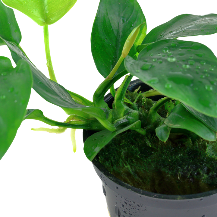 ANUBİAS BARTERİ VAR. NANA SAKSI- TROPİCA101T