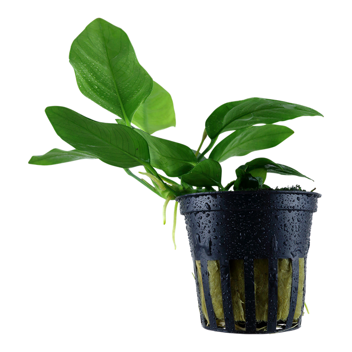 ANUBİAS BARTERİ VAR. NANA SAKSI- TROPİCA101T