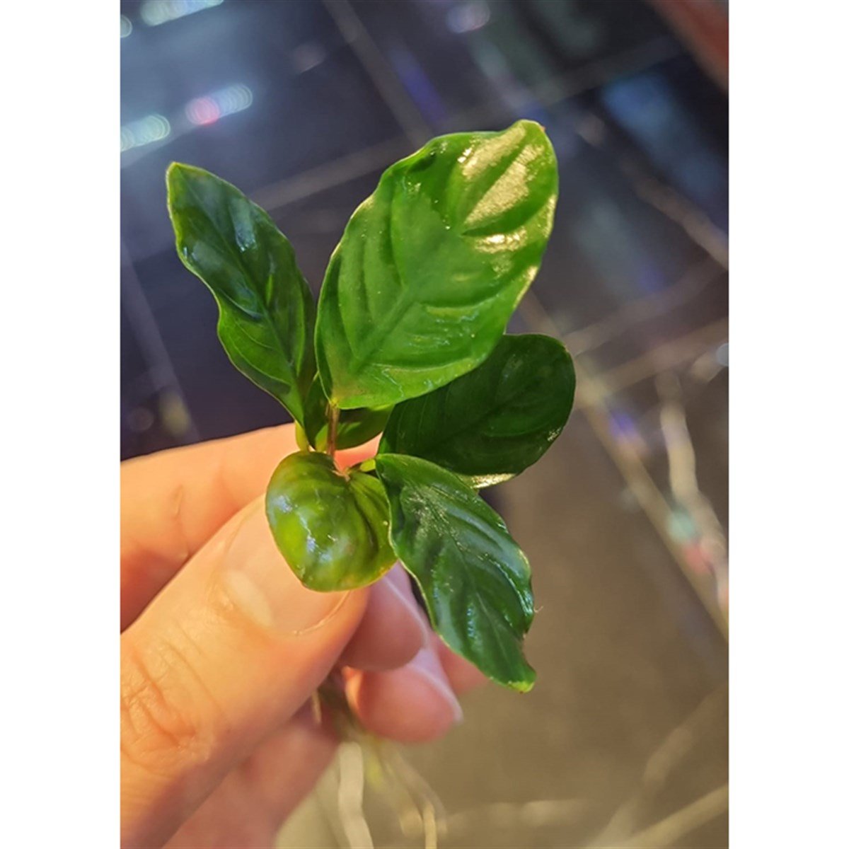 Anubias coffeefoliaSP1515