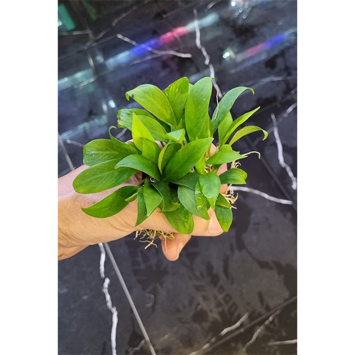 Anubias Congensis M BoyCongensis-M-Boy