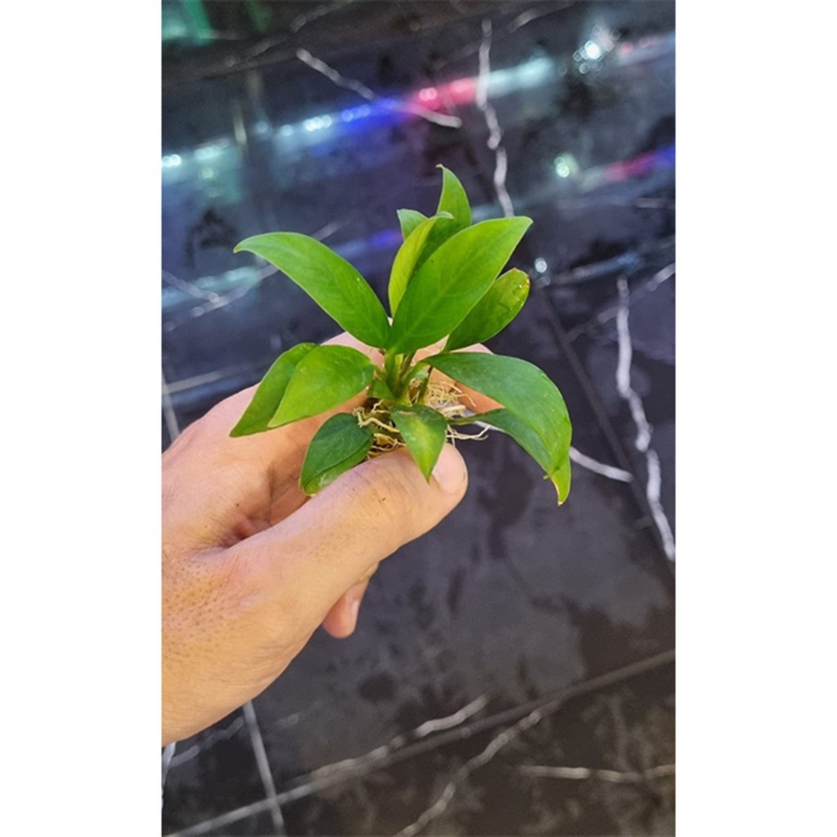Anubias Congensis M BoyCongensis-M-Boy