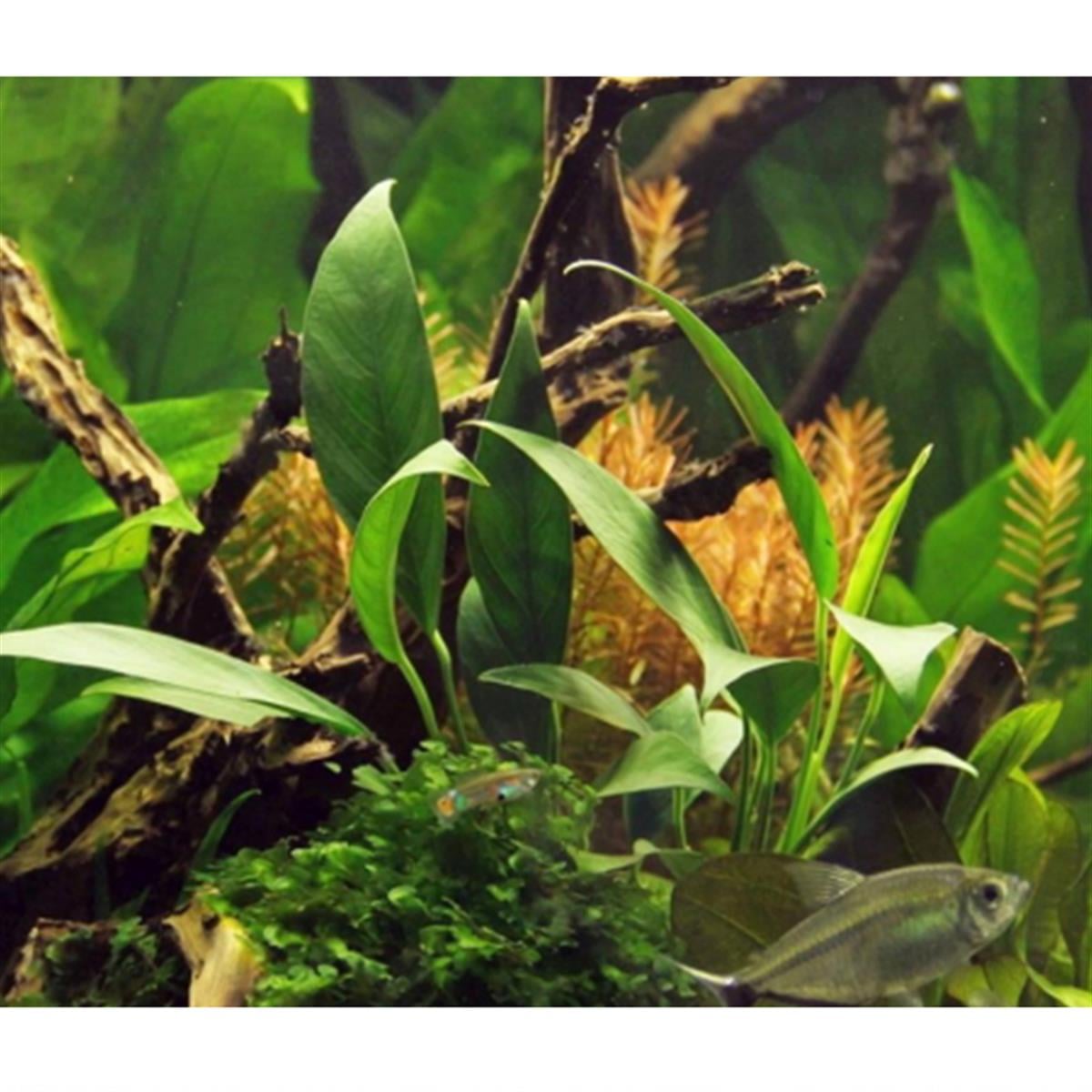 Anubias Glabra M BoyGlabra-M-Boy