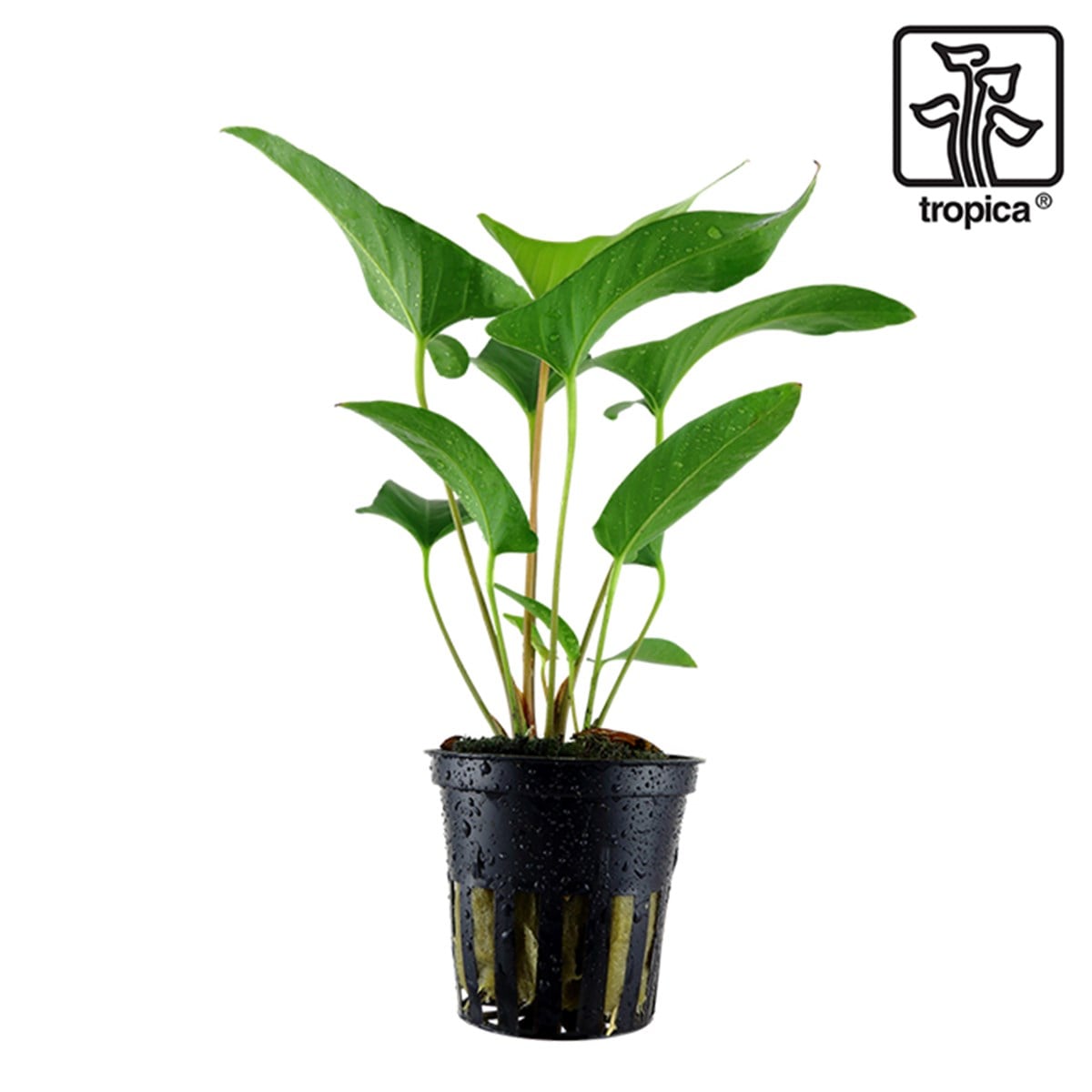 Anubias gracilis (Saksı)101D