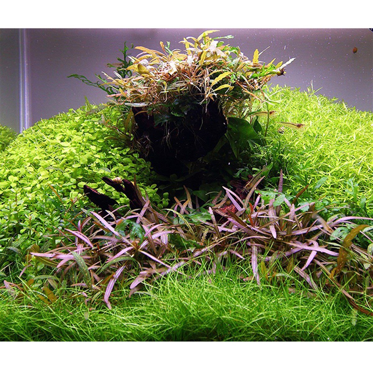 Anubias gracilis (Saksı)101D