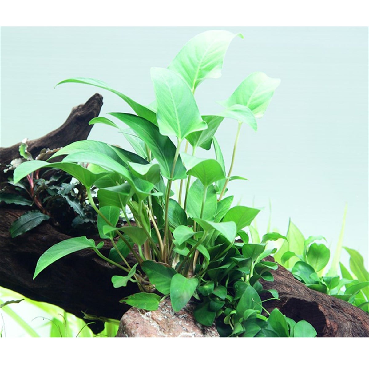 Anubias gracilis (Saksı)101D