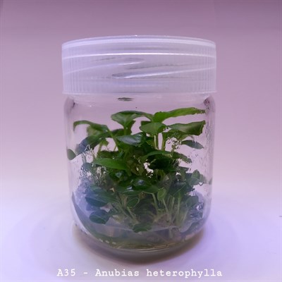 ANUBİAS HETEROPHYLLA IN VITRO 200 CC DEV KAVANOZ