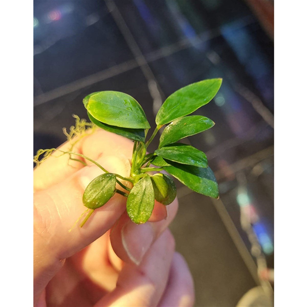 Anubias long wavySP1615