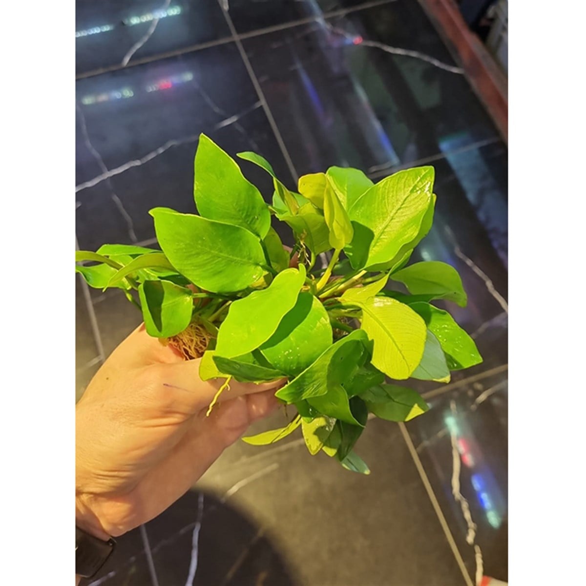 Anubias nana goldenSP1015G