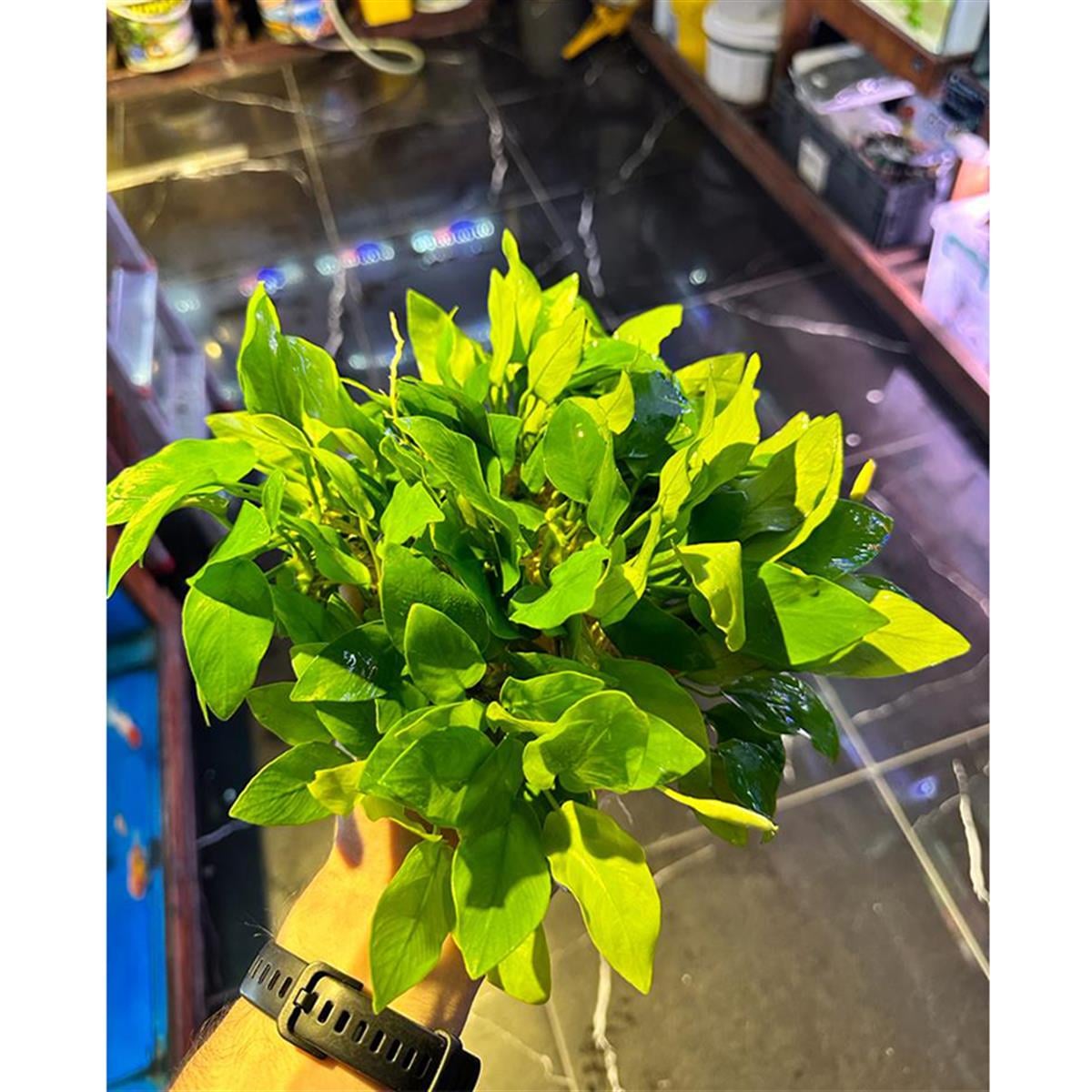 Anubias Nana GoldenSP1015G