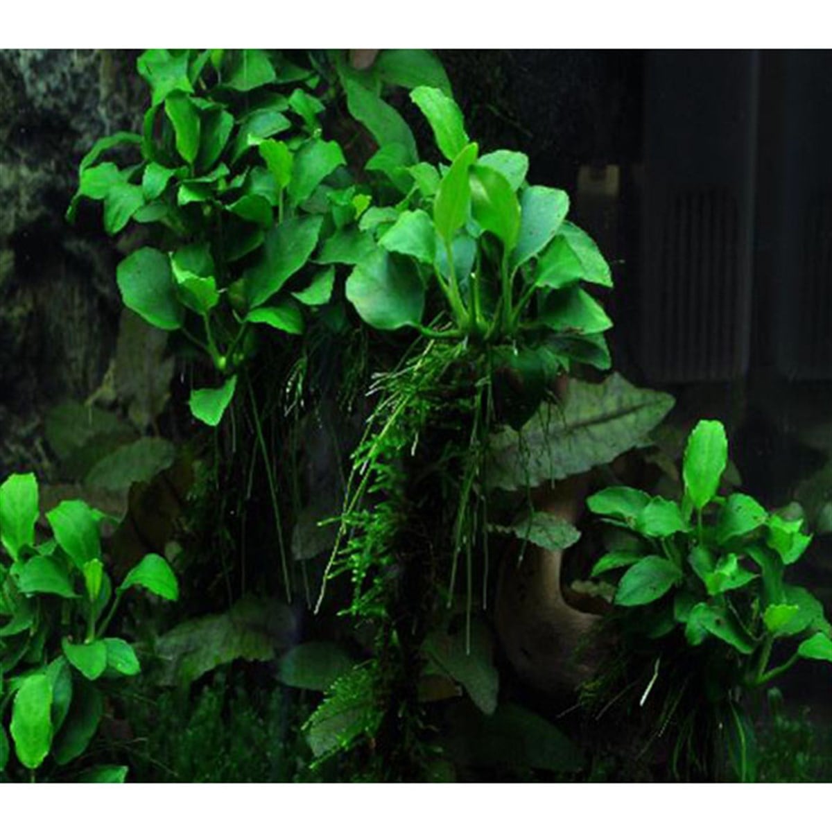 Anubias petiteSP1715