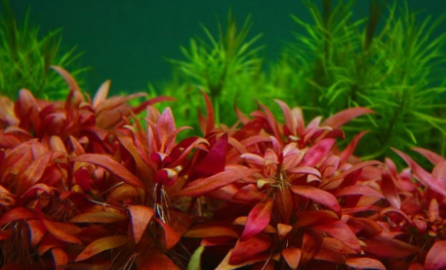 APC-APC-ALTERNANTHERA REİNECKİİ MİNİ IN VITRO 200 CCLC972