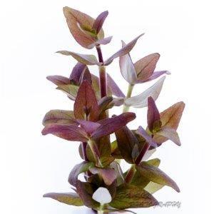 APC-BACOPA SALZMANNİİ SP ARAGUAİA T/C CUPLC522