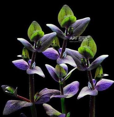 APC-BACOPA SALZMANNİİ SP ARAGUAİA T/C CUPLC522