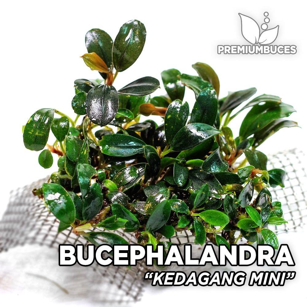 APC-BUCEPHALANDRA KEDAGANG MİNİ ROUND T/C [SMALL] CUP IN VİTROLC267