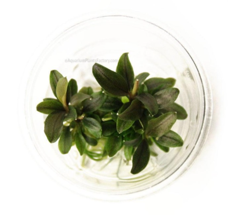 APC-BUCEPHALANDRA RED MİNİ T/C [SMALL]  IN VITROLS902