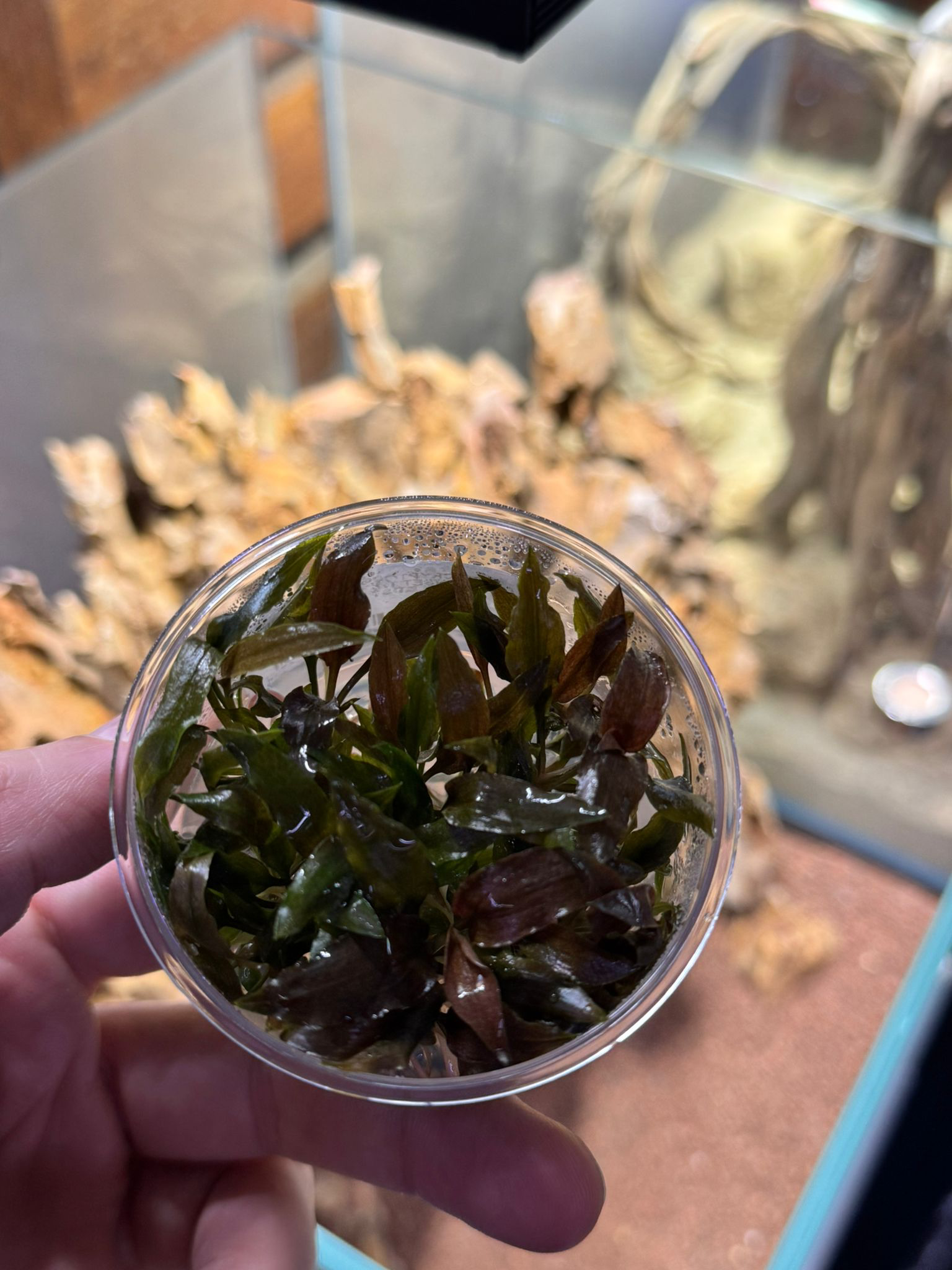 APC-CRYPTOCORYNE FLORİDA SUNSET T/C CUP IN VITROLC636
